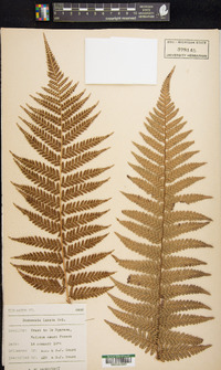 Dicksonia lanata image