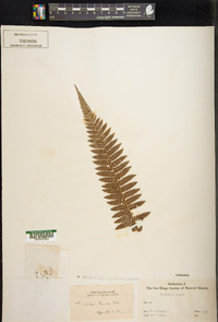 Dicksonia lanata image