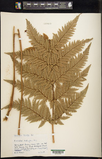 Dicksonia lanata image