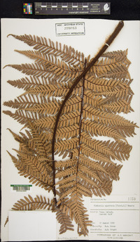 Dicksonia squarrosa image