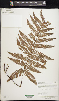 Dicksonia squarrosa image