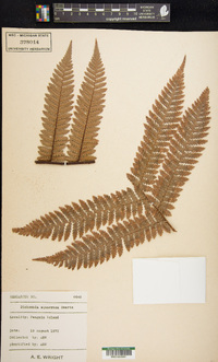 Dicksonia squarrosa image