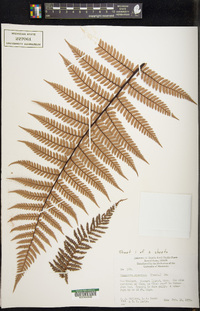 Dicksonia squarrosa image