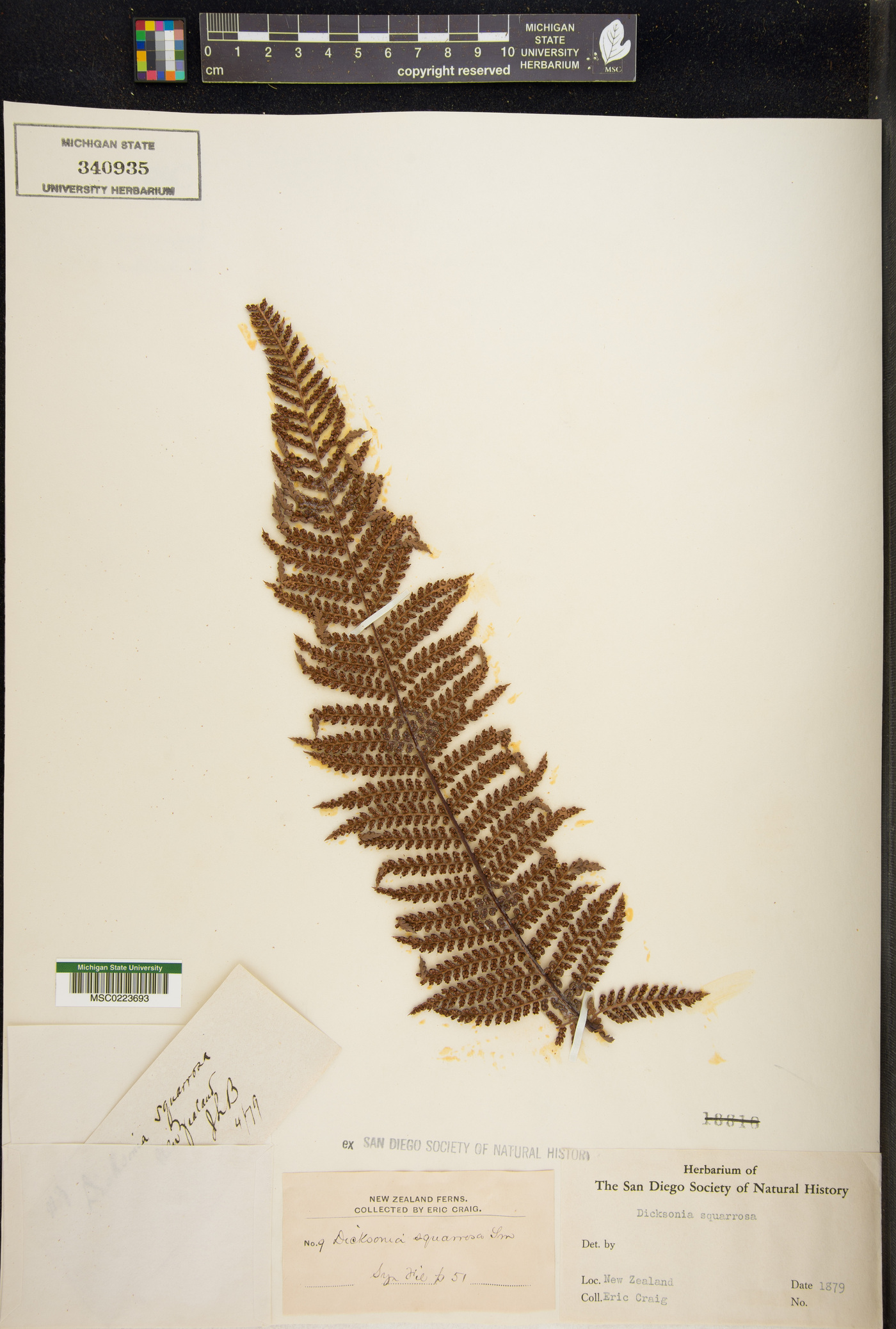 Dicksonia squarrosa image