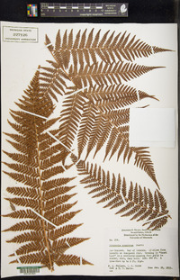 Dicksonia squarrosa image