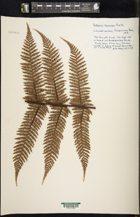 Dicksonia squarrosa image