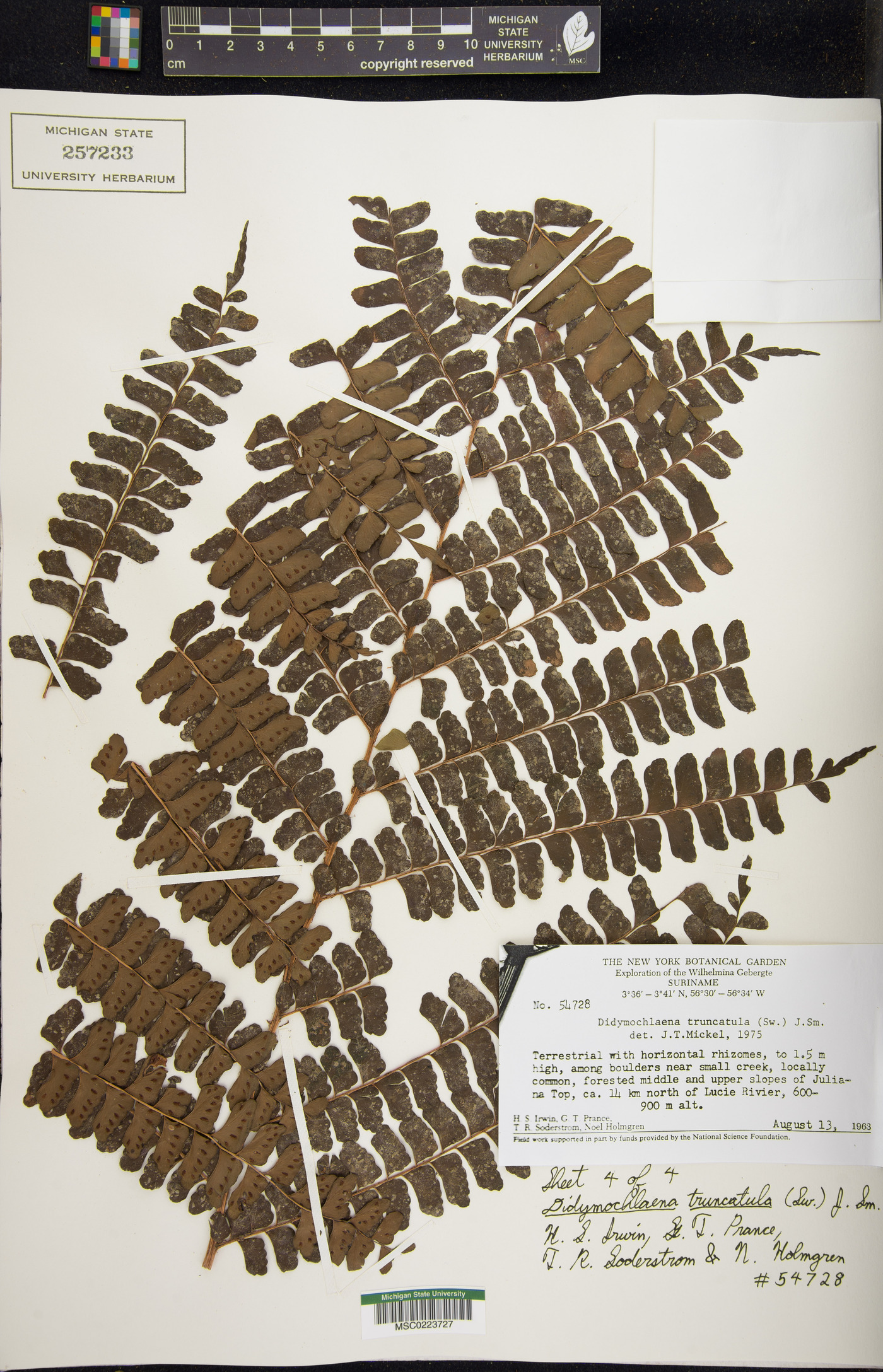 Didymochlaena truncatula image