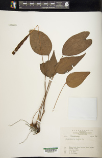 Cheiropleuria bicuspis image