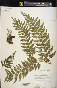 Parapolystichum effusum subsp. effusum image