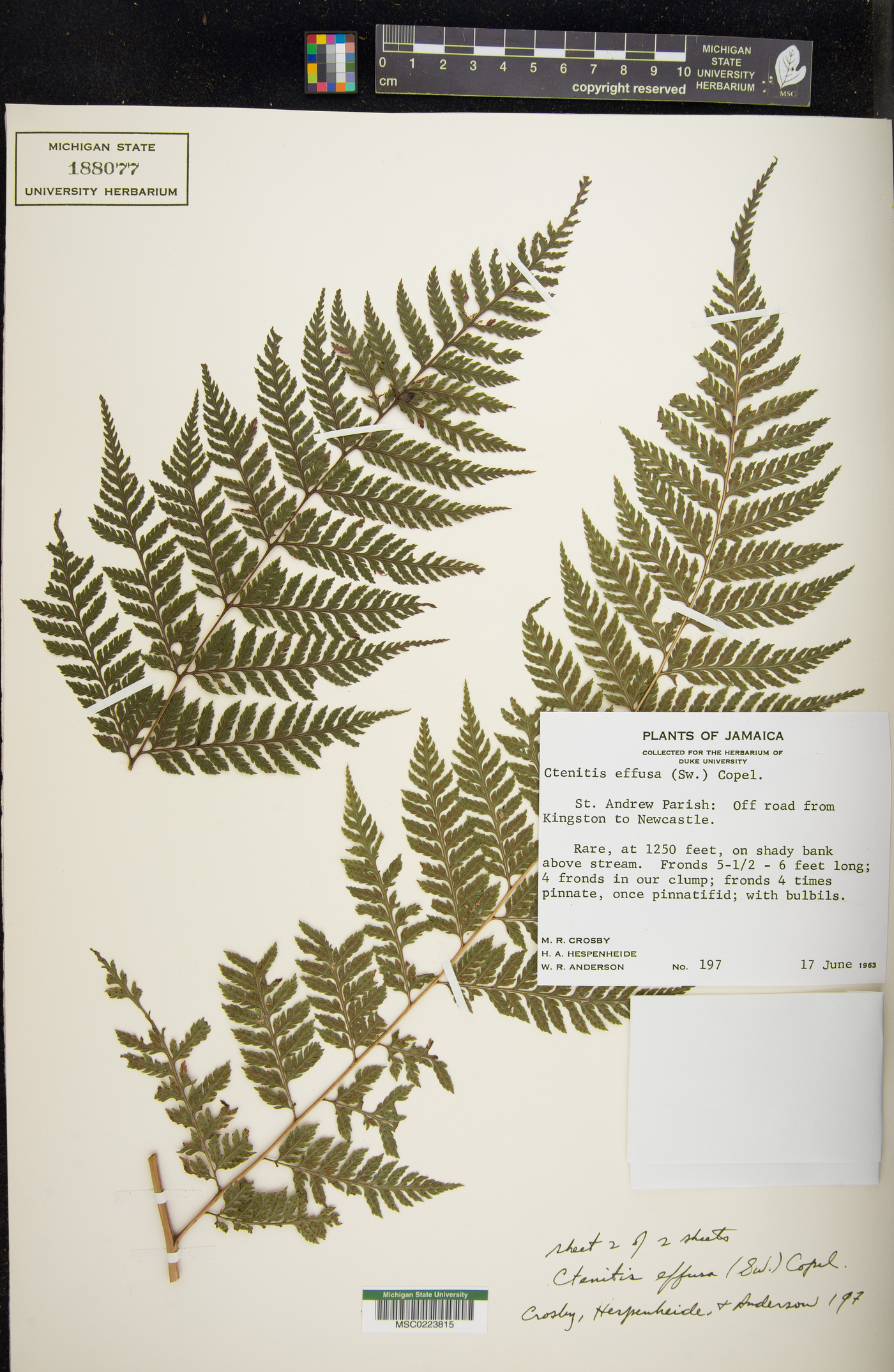 Parapolystichum effusum subsp. effusum image