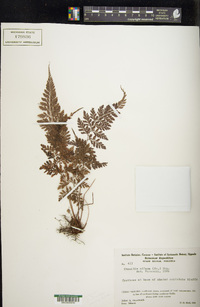 Parapolystichum effusum image