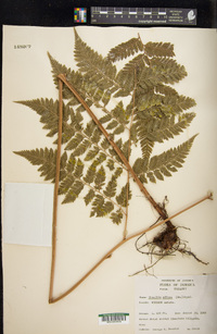 Parapolystichum effusum image