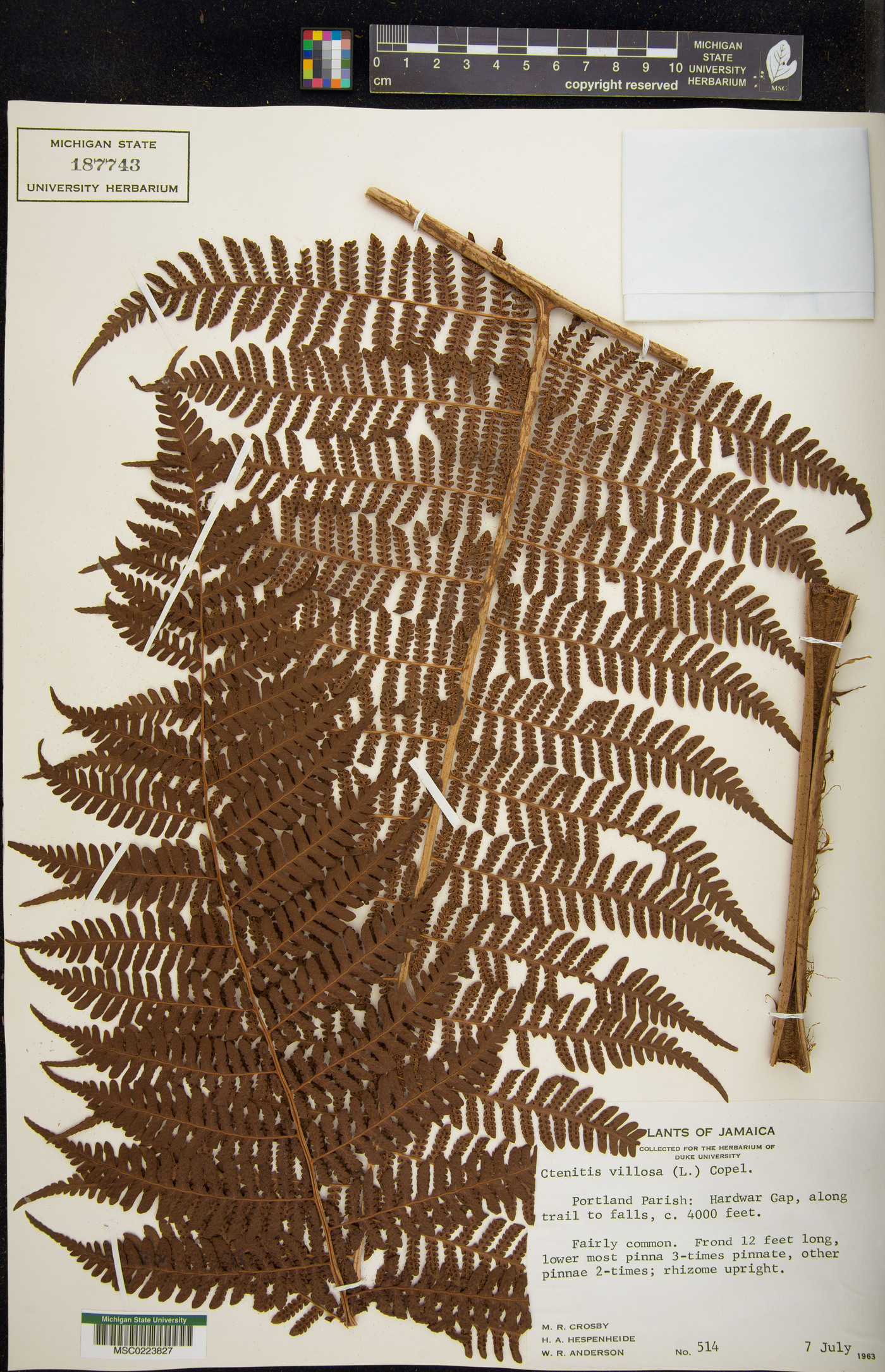 Megalastrum villosum image