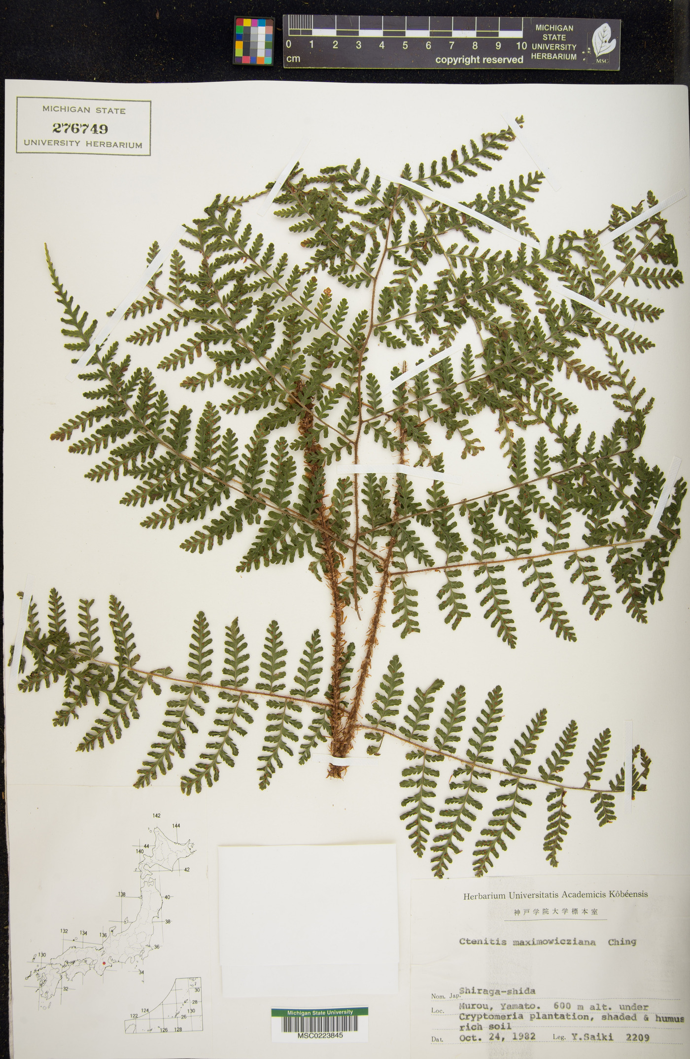 Dryopteris maximowicziana image