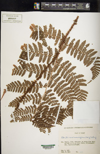 Dryopteris maximowicziana image