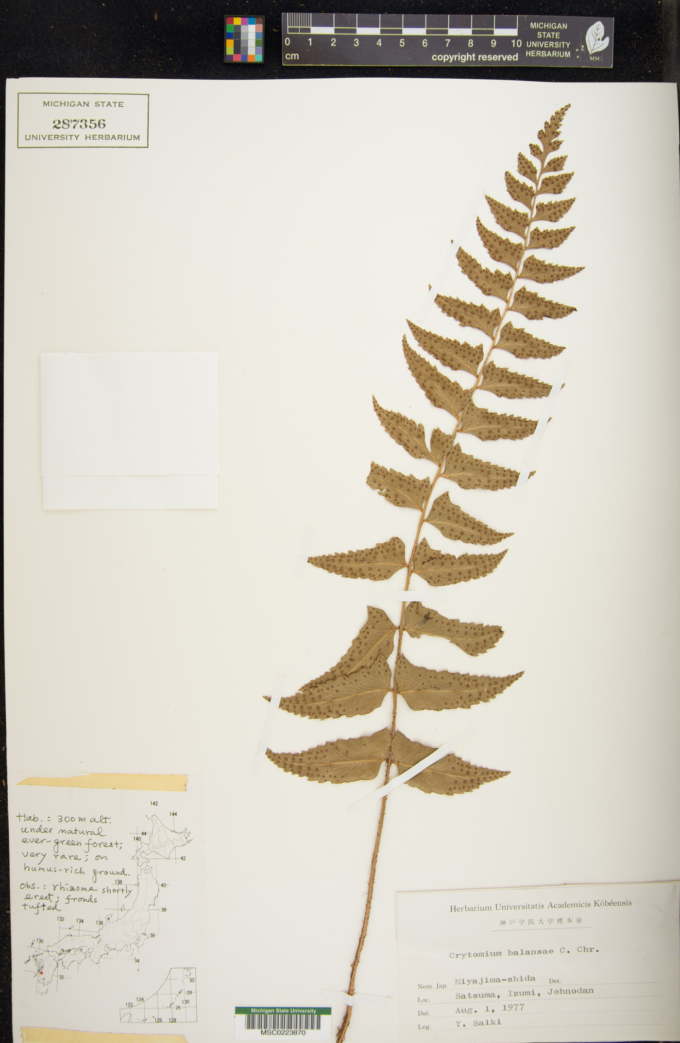 Polystichum balansae image