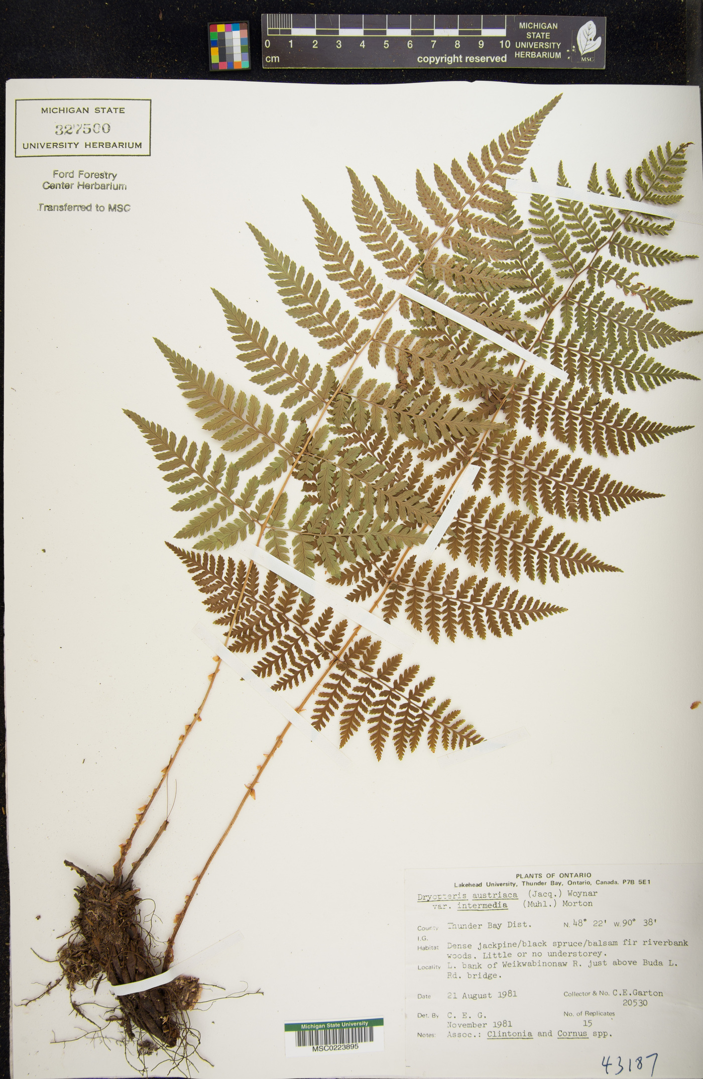 Dryopteris intermedia subsp. intermedia image