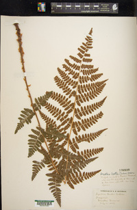 Dryopteris × boottii image