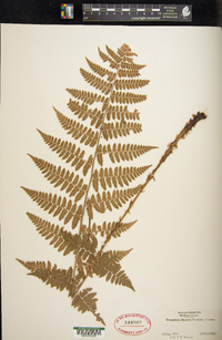 Dryopteris × boottii image