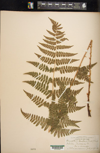 Dryopteris × boottii image