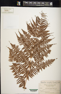 Dryopteris arguta image