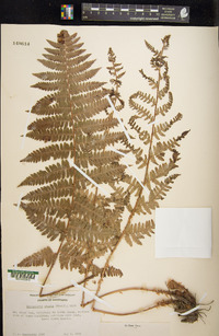 Dryopteris arguta image