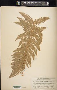 Dryopteris arguta image