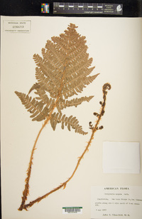 Dryopteris arguta image