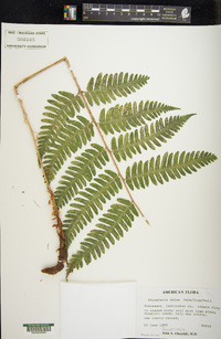 Dryopteris celsa image