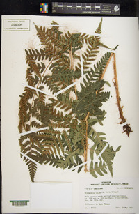 Dryopteris celsa image