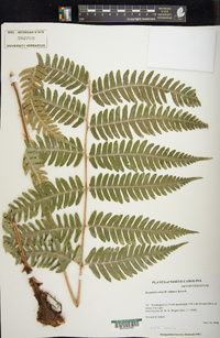 Dryopteris celsa image