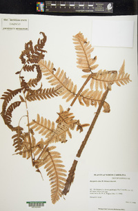 Dryopteris celsa image