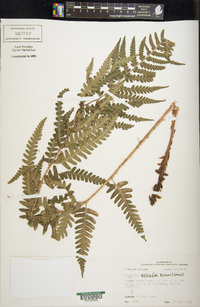 Dryopteris celsa image