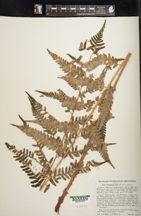 Dryopteris celsa image