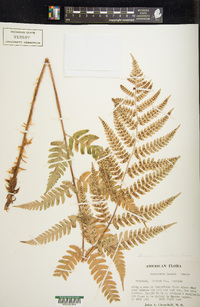 Dryopteris celsa image