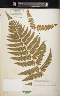 Dryopteris clintoniana image