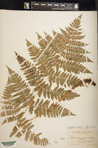 Dryopteris dilatata image