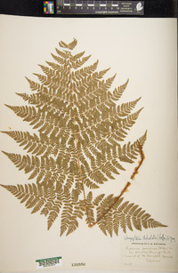 Dryopteris dilatata image