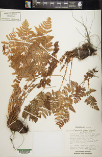 Dryopteris dilatata image