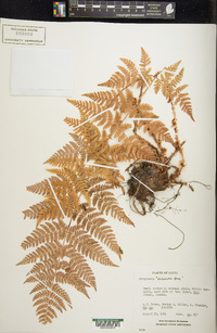 Dryopteris dilatata image