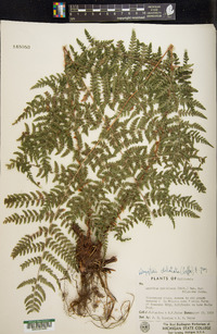 Dryopteris dilatata image