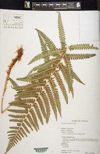 Dryopteris filix-mas image