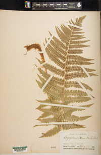 Dryopteris filix-mas image