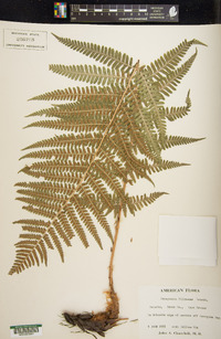 Dryopteris filix-mas image