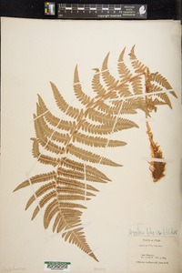 Dryopteris filix-mas image