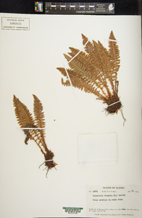 Dryopteris fragrans image