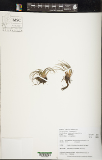 Isoëtes echinospora image