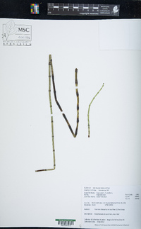 Equisetum fluviatile image