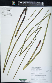 Equisetum fluviatile image