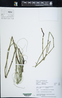 Equisetum fluviatile image